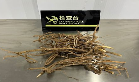 「瀕危植物進(jìn)出口」這種長(zhǎng)得很像“樹根”的,其實(shí)是野生瀕危植物(圖1)